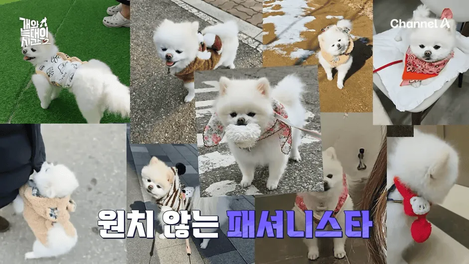 강아지 정신병 걸리게 만드는법