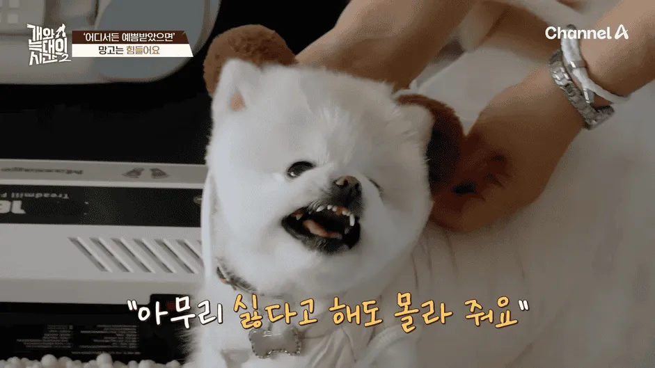 강아지 정신병 걸리게 만드는법