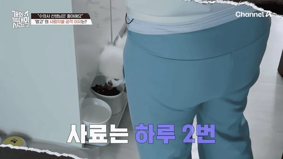 강아지 정신병 걸리게 만드는법