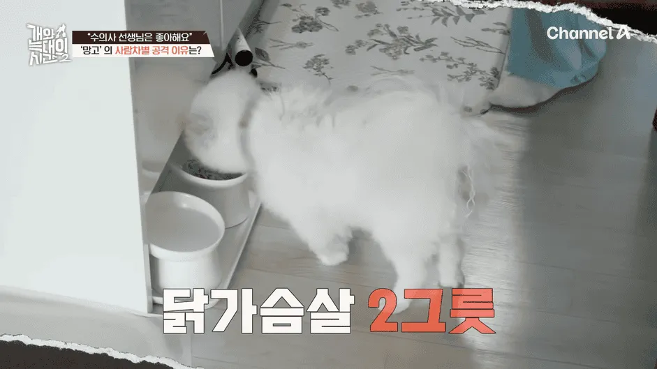 강아지 정신병 걸리게 만드는법