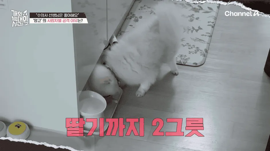 강아지 정신병 걸리게 만드는법