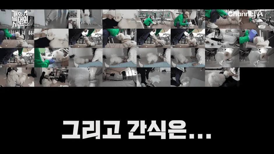 강아지 정신병 걸리게 만드는법