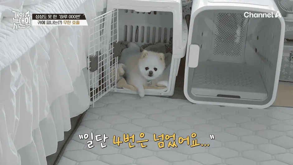 강아지 정신병 걸리게 만드는법