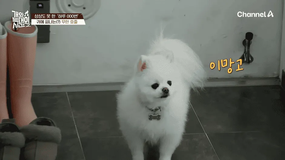 강아지 정신병 걸리게 만드는법