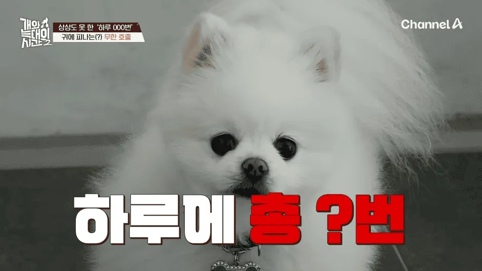 강아지 정신병 걸리게 만드는법