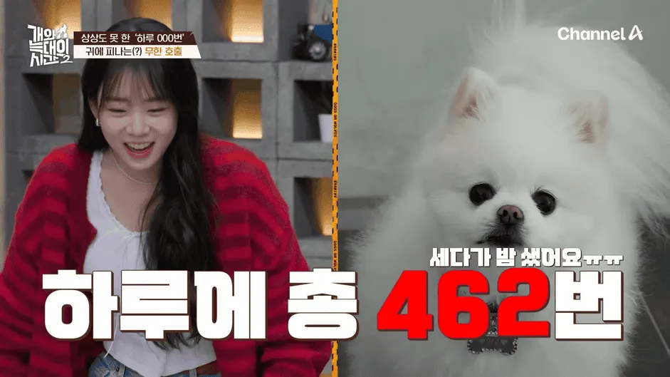 강아지 정신병 걸리게 만드는법