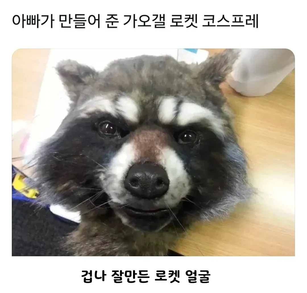 아빠가 만들어준 가오갤 로켓 코스튬