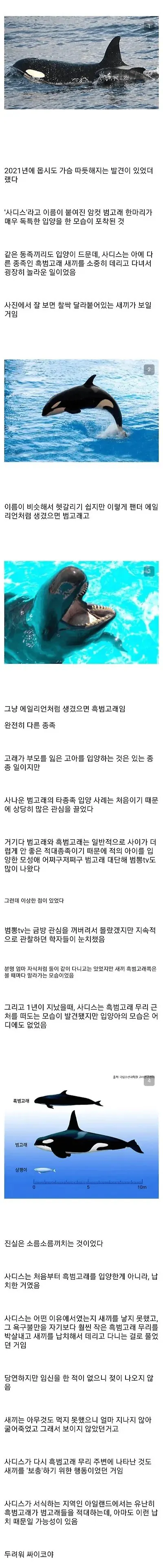 암캇 범고래가 다른 종의 새끼고래를 입양한 이유.jpg