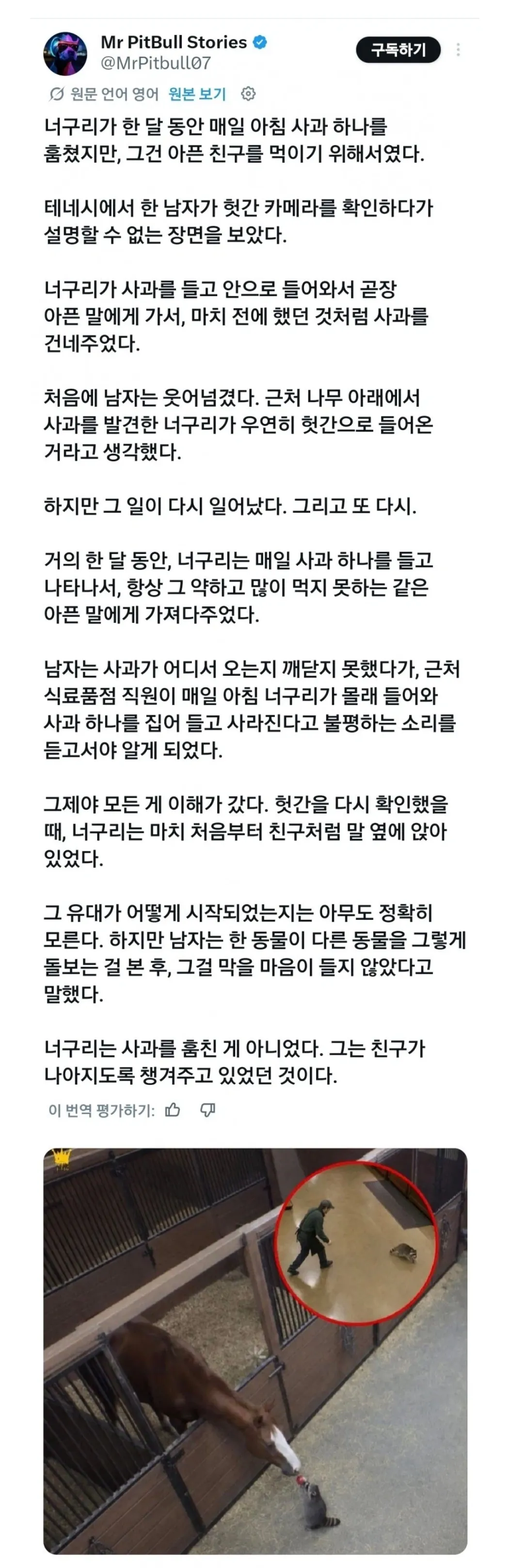 사과를 훔쳐가는 너구리