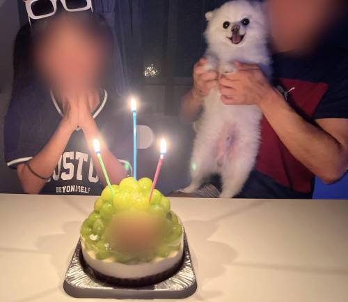 주인공인 줄 아는 것처럼 엄청 즐기던 귀여운 강아지