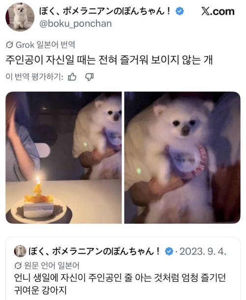 주인공인 줄 아는 것처럼 엄청 즐기던 귀여운 강아지