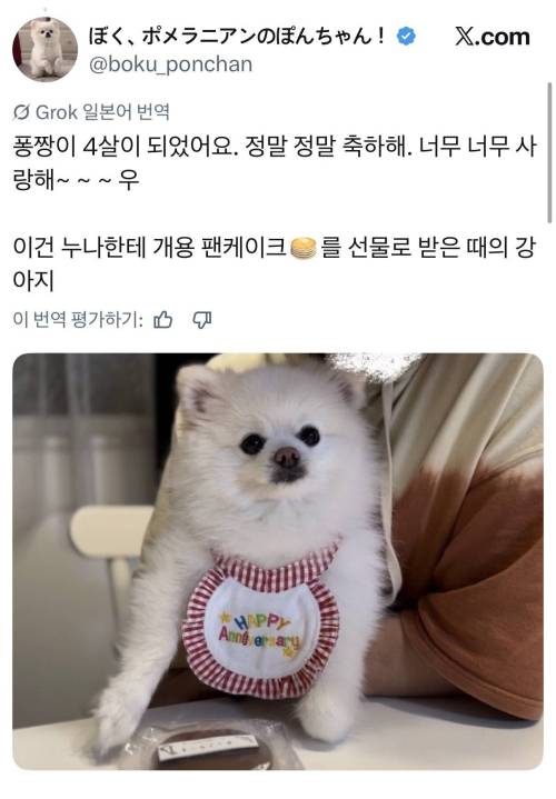 주인공인 줄 아는 것처럼 엄청 즐기던 귀여운 강아지