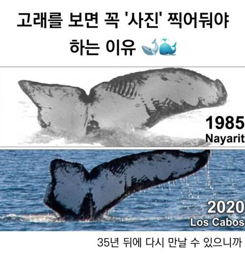 고래를 보면 사진 꼭 찍어둬야 하는 이유.jpg
