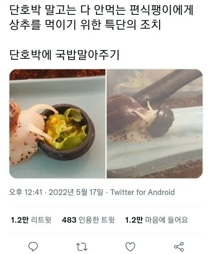 편식하는 달팽이를 위한 특식.jpg