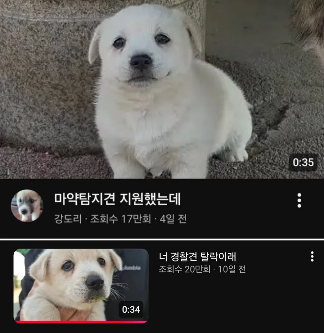 쉬었음 강아지