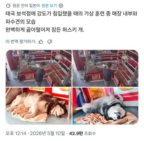태국 보석점에 강도 침입 당시 경비견