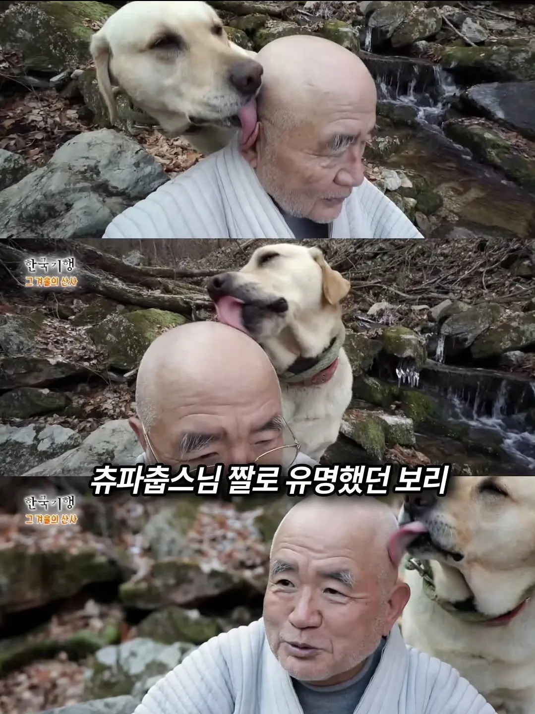 보리를 아직 잊지 못 하는 츄파춥스님.jpg