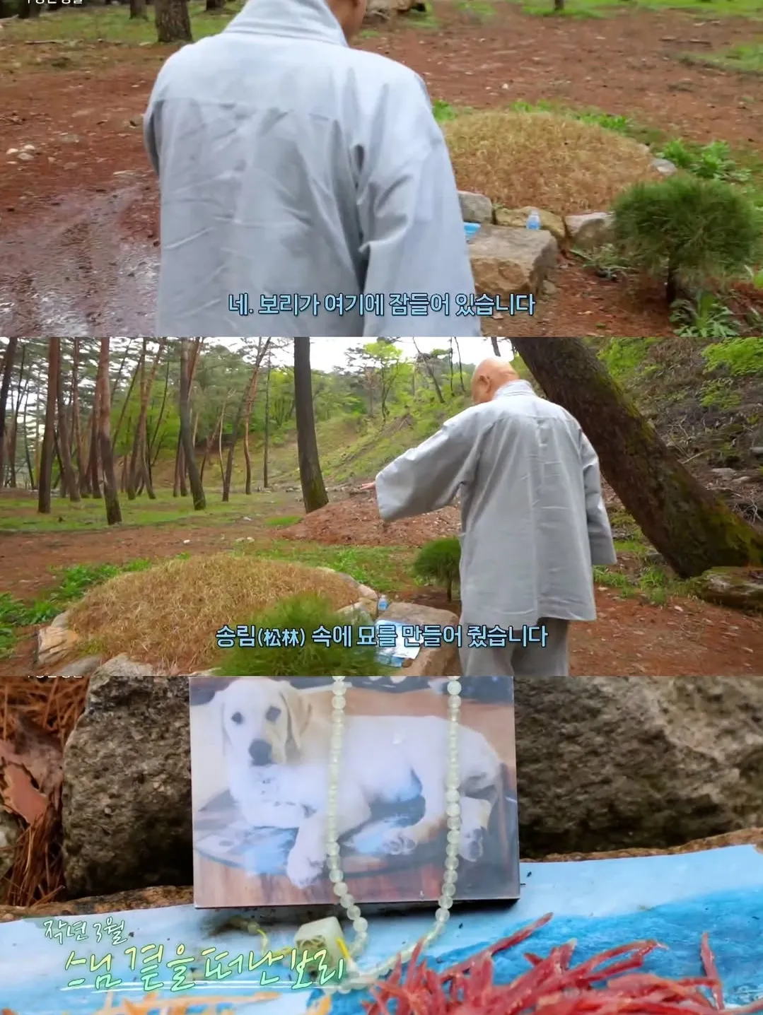 보리를 아직 잊지 못 하는 츄파춥스님.jpg