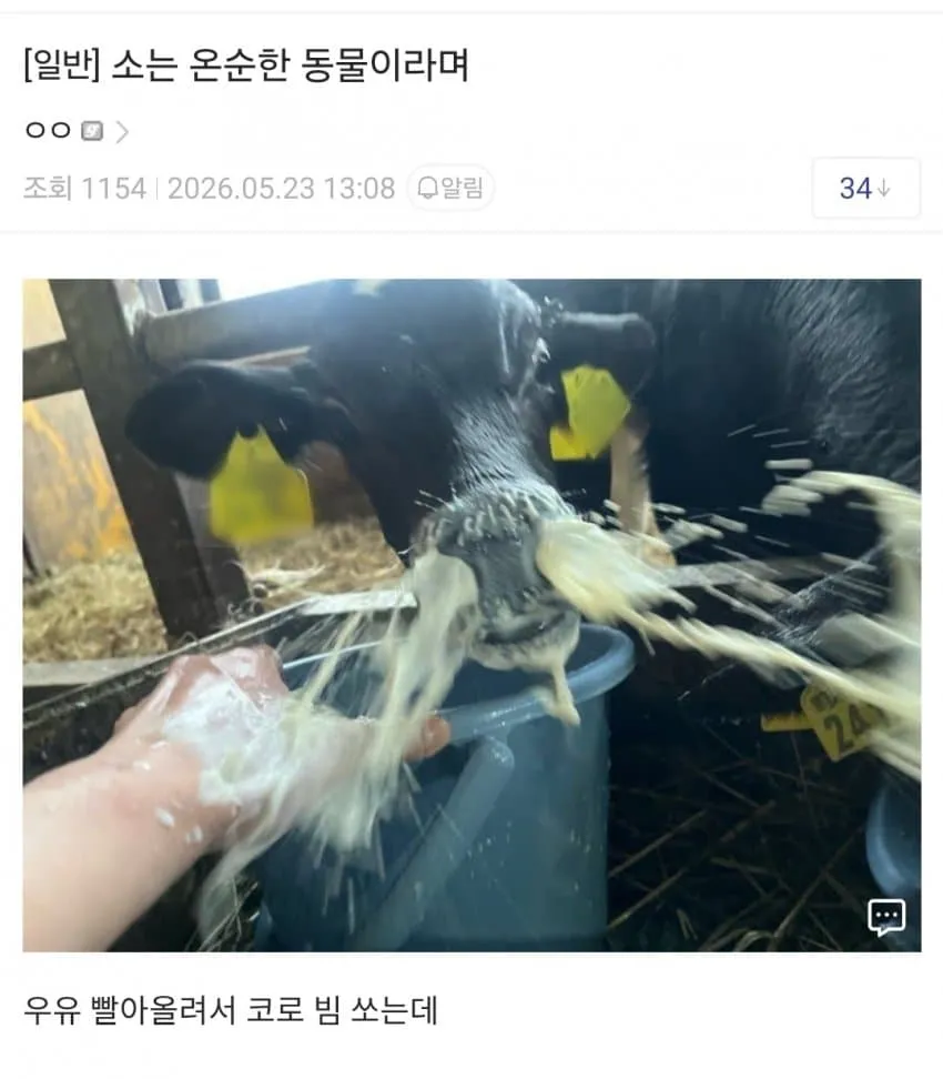 싱글벙글 소는 온순한 동물