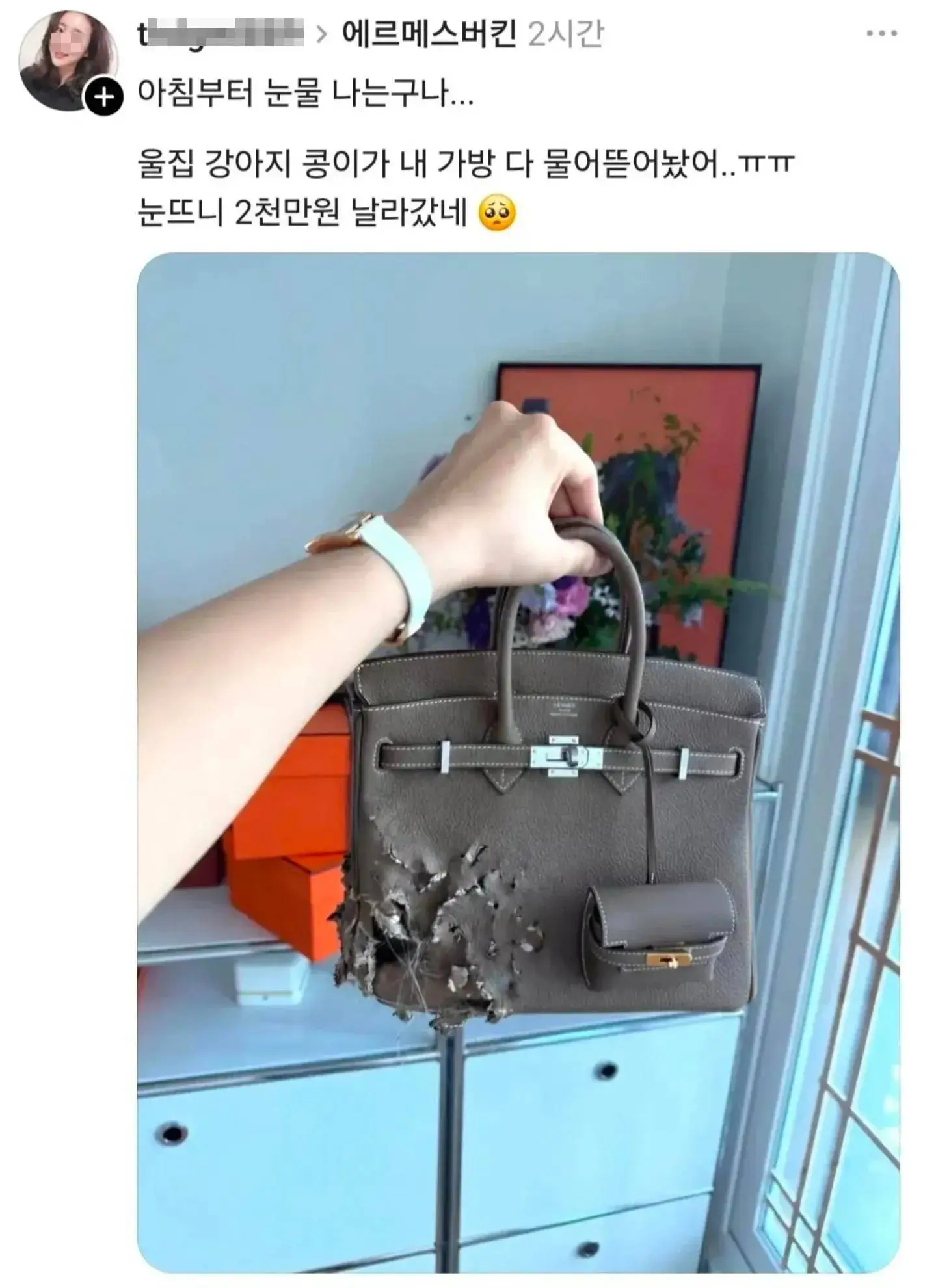 강아지가 버킨백 뜯어먹었어 ㅠㅠ
