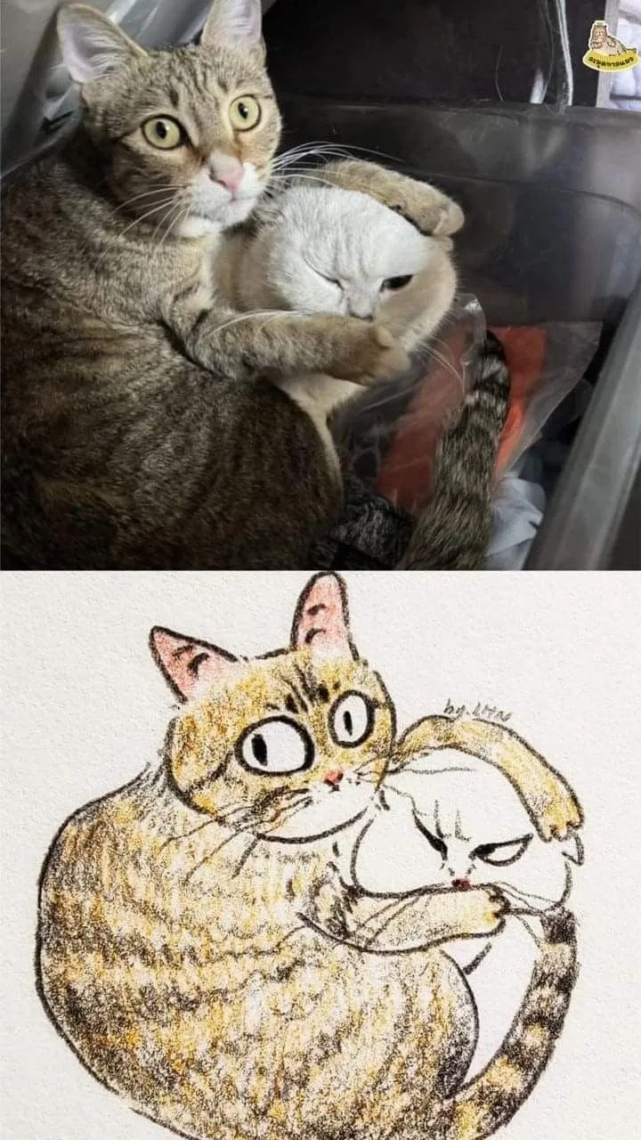 고양이 캐리커처 모음.