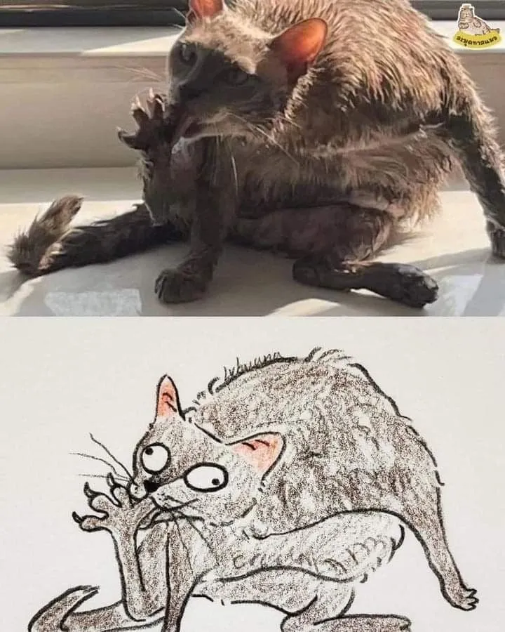 고양이 캐리커처 모음.