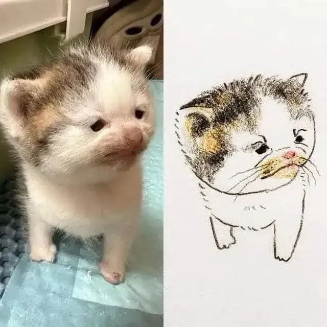 고양이 캐리커처 모음.