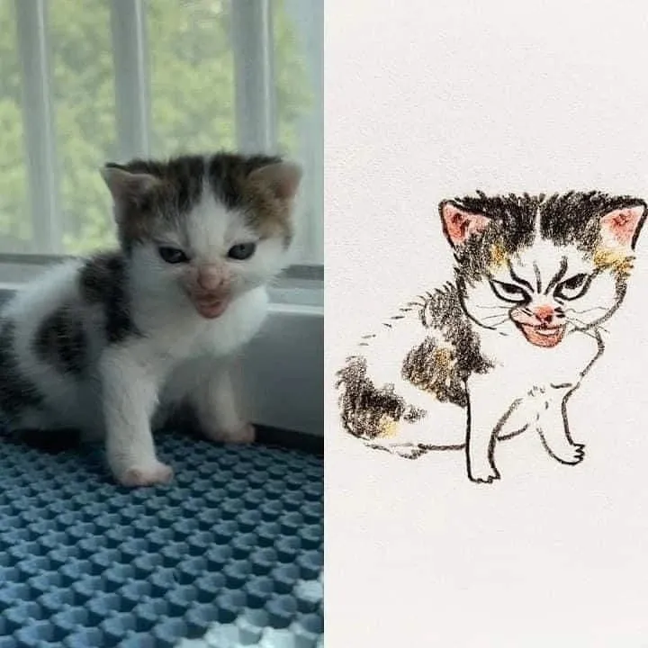 고양이 캐리커처 모음.