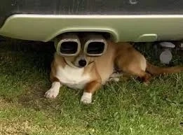 특이한 눈을 가진 고양이.gif