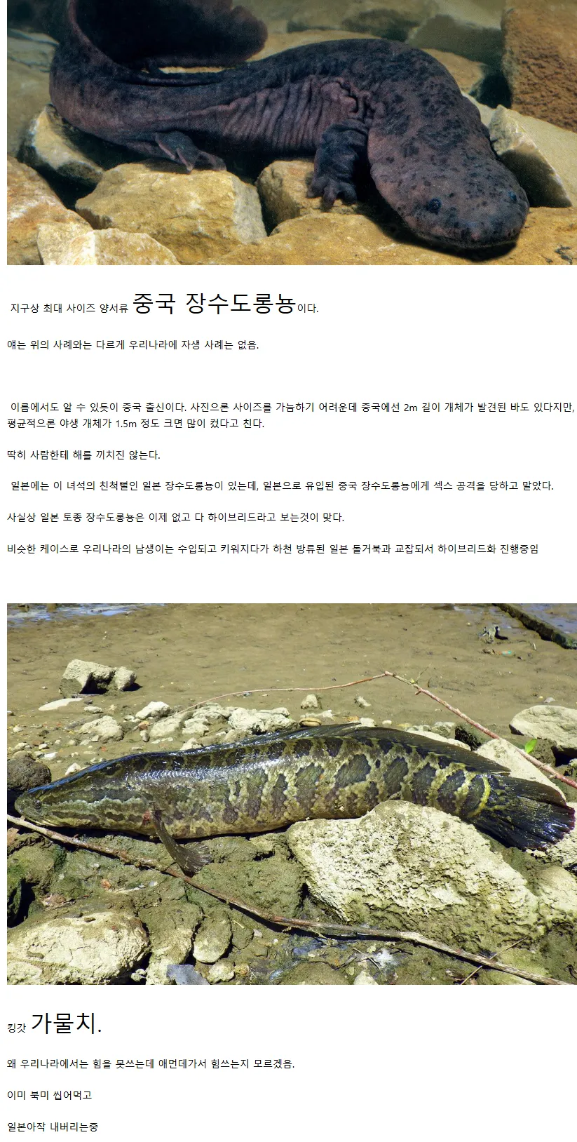 일본 생태계를본 생태계를 박살내고있는 4대천왕