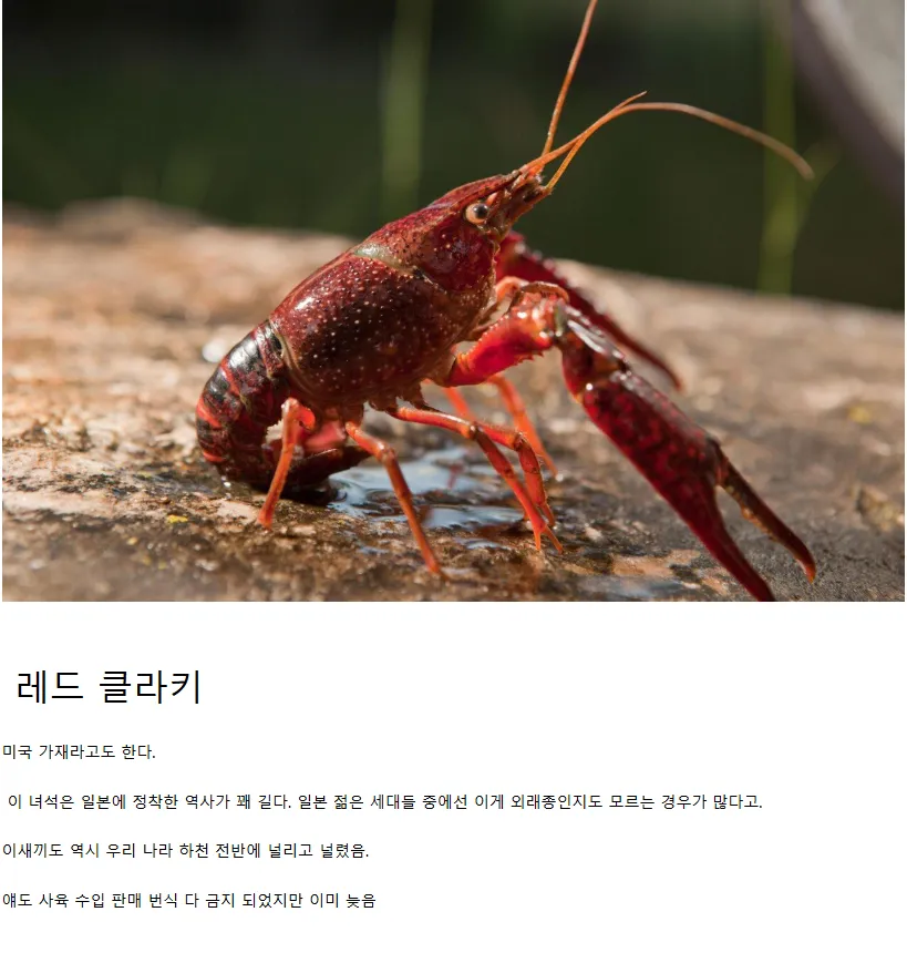 일본 생태계를본 생태계를 박살내고있는 4대천왕