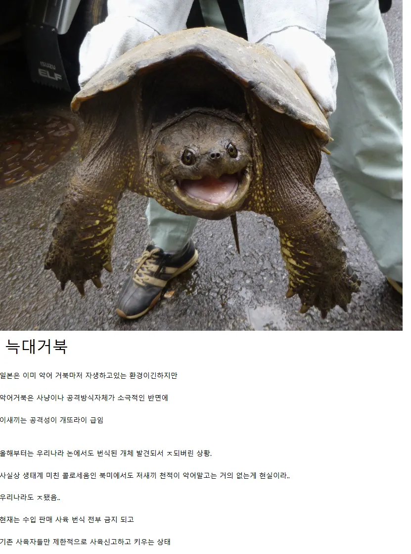 일본 생태계를본 생태계를 박살내고있는 4대천왕