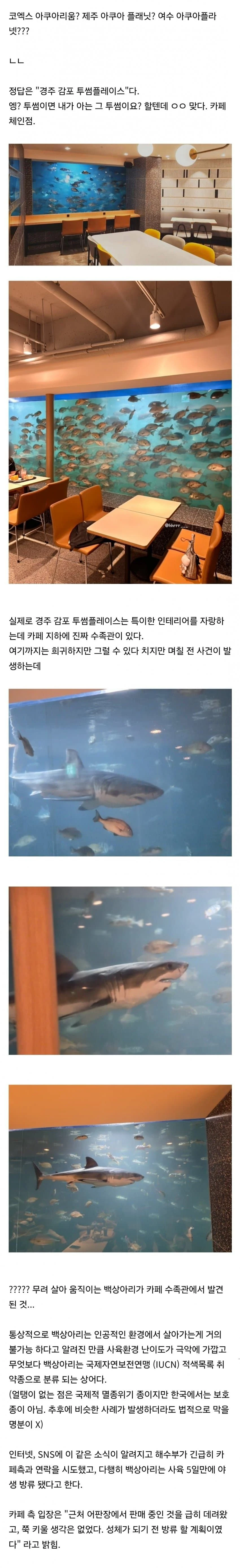 국내 최초 백상아리 카페 근황.jpg