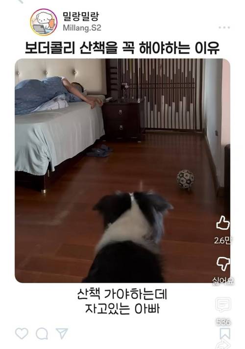 엄마한테 전화걸어서 일러 바치는 보더콜리
