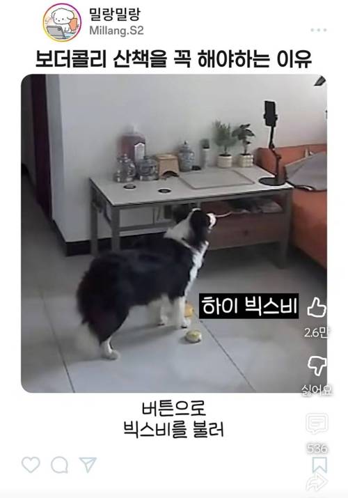 엄마한테 전화걸어서 일러 바치는 보더콜리