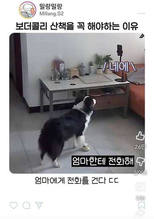 엄마한테 전화걸어서 일러 바치는 보더콜리