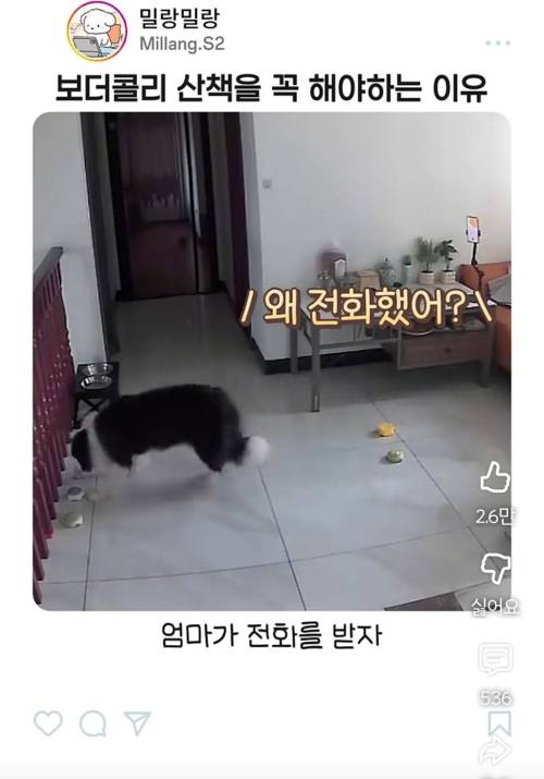 엄마한테 전화걸어서 일러 바치는 보더콜리