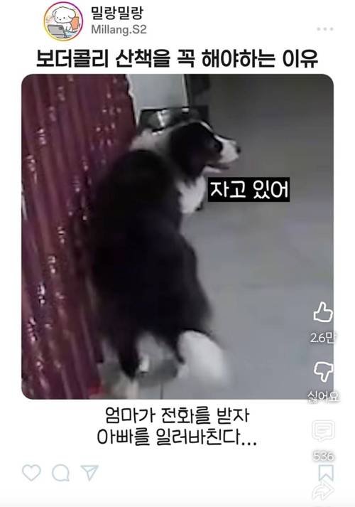 엄마한테 전화걸어서 일러 바치는 보더콜리