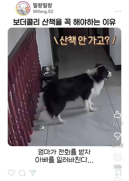 엄마한테 전화걸어서 일러 바치는 보더콜리