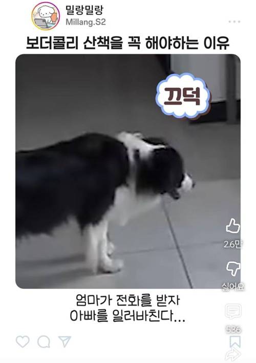 엄마한테 전화걸어서 일러 바치는 보더콜리
