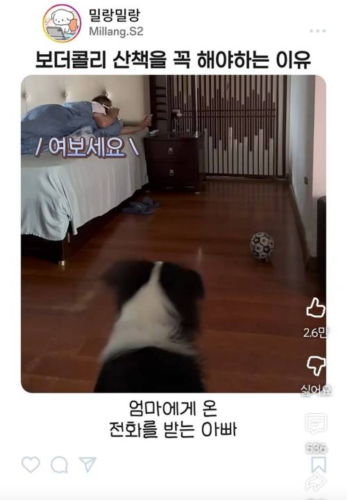 [스압] 엄마한테 전화걸어서 일러 바치는 보더콜리