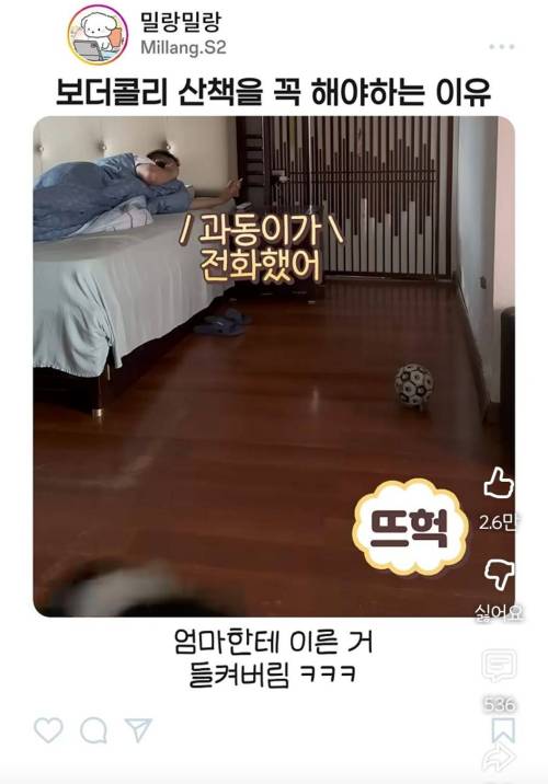 [스압] 엄마한테 전화걸어서 일러 바치는 보더콜리