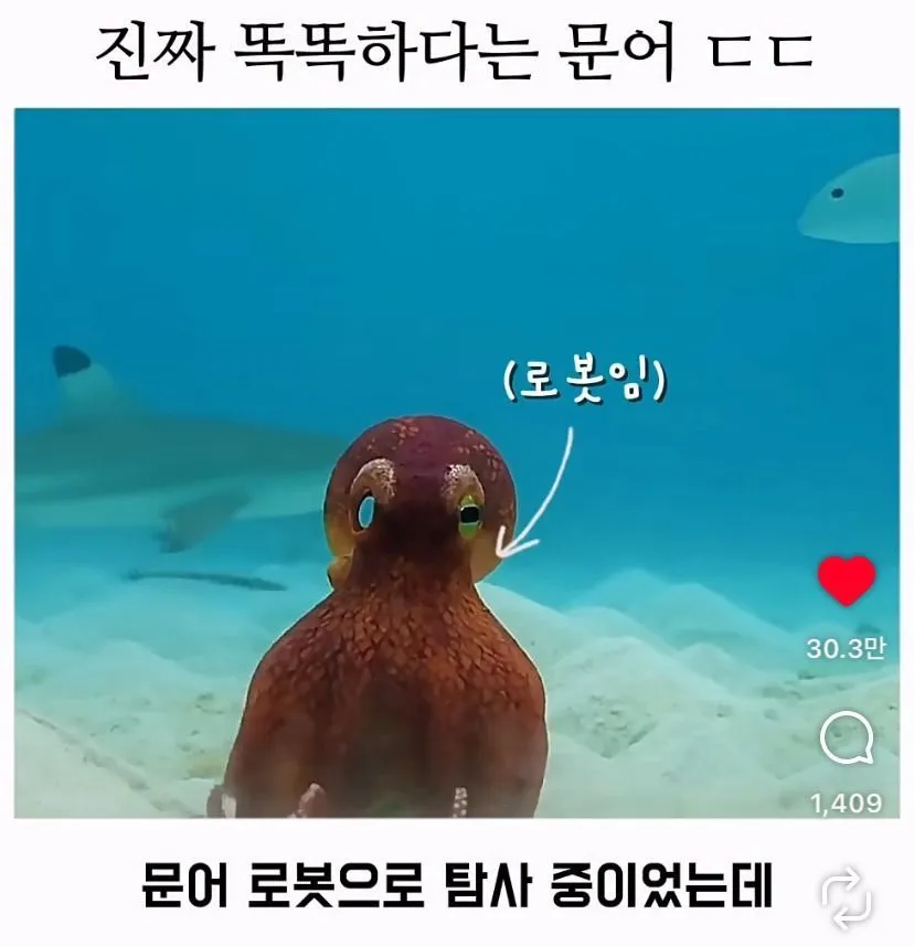 스압, 데이터 주의) 은혜 갚은 똑똑한 문어