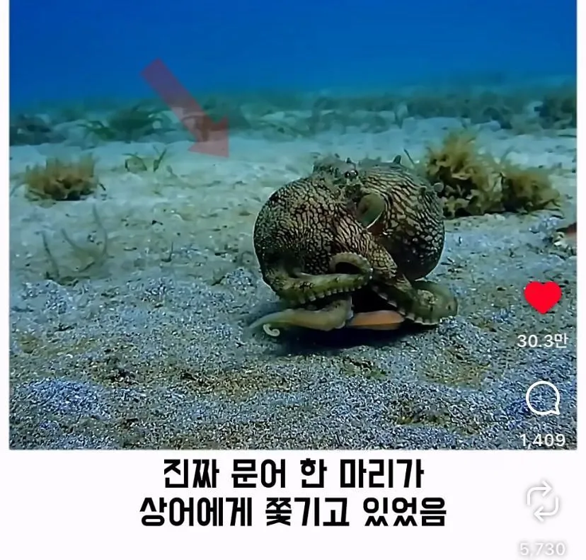 스압, 데이터 주의) 은혜 갚은 똑똑한 문어