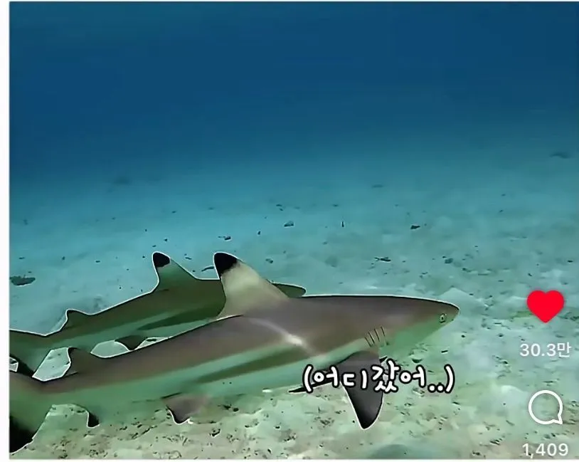 스압, 데이터 주의) 은혜 갚은 똑똑한 문어
