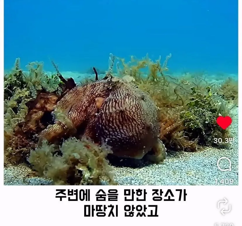 스압, 데이터 주의) 은혜 갚은 똑똑한 문어