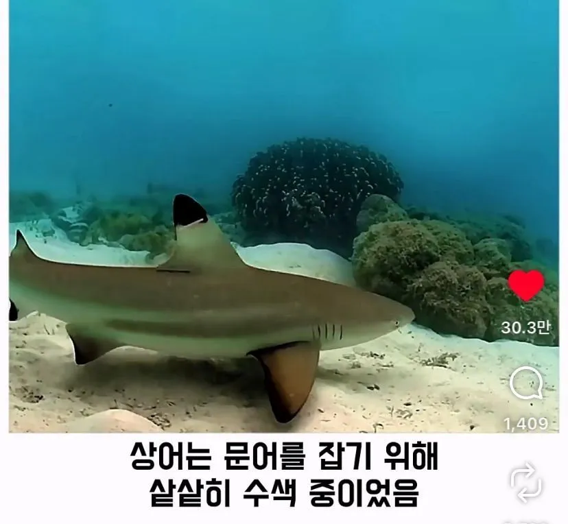 스압, 데이터 주의) 은혜 갚은 똑똑한 문어