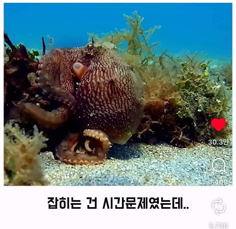 스압, 데이터 주의) 은혜 갚은 똑똑한 문어