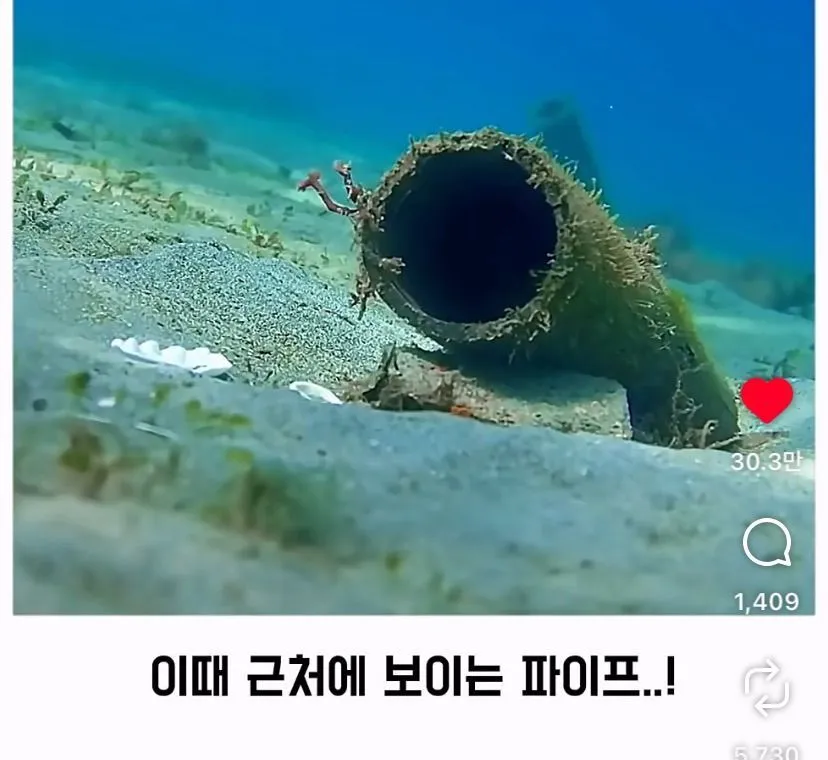 스압, 데이터 주의) 은혜 갚은 똑똑한 문어