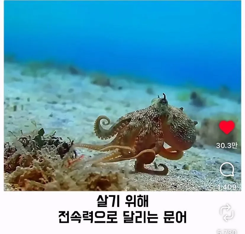 스압, 데이터 주의) 은혜 갚은 똑똑한 문어